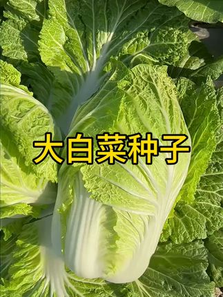秋播大白菜,叶片多而甜,生长速度快,适合夏秋季节播种 #三农 #种菜 #种植小技巧 #白菜种子 #家庭种植