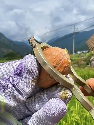 喜欢吃鲜核桃的人有福了,大凉山核桃大丰收啦! #核桃 #青皮核桃 #新鲜采摘 #原产地