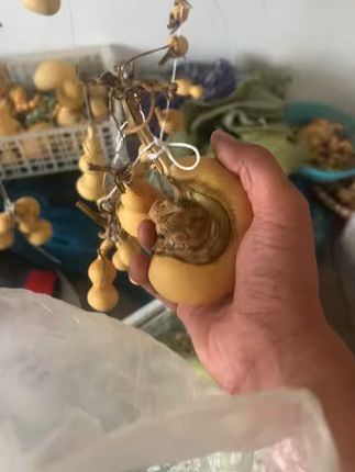 小葫芦挂饰,家居装饰新风尚! #葫芦 #文玩 #葫芦异形 #原创动画 