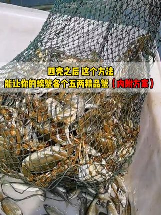 四壳以后用富硒酵母铁,让你的螃蟹各个都是五两精品蟹,满膏满黄。#水产养殖 #水产人 #水产养殖技术 #虾蟹养殖 #高密度养殖