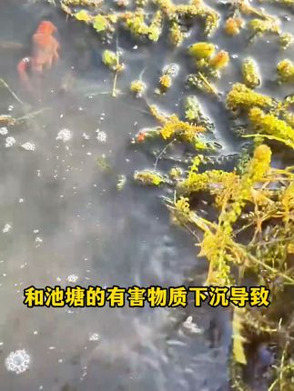 池塘水质差?这款生物改底净让水变清臭味无踪!#养鱼日记 #水产养殖 #四大家鱼养殖 #鱼虾蟹养殖 #鱼获满满