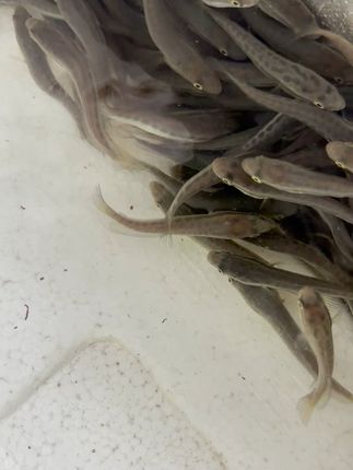 养鱼达人必看!黑鱼活体包邮到家,轻松打造观赏鱼缸! 杂交黑鱼苗热销中欢迎订购