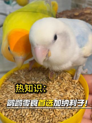 鹦鹉零食首选加纳利子 养鸟总担心营养不够?来点加纳利子#加纳利子 #鹦鹉粮 #鹦鹉 #鸟食 #鹦鹉小白 R