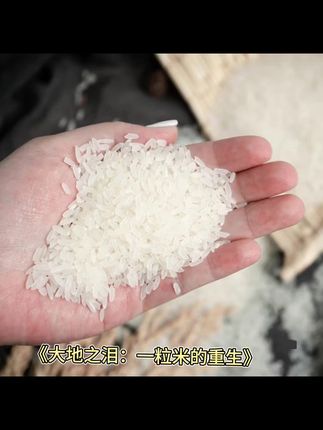 东北稻花香米,一口就回老家! 一粥一饭,当思来处不易#农民 #农民不易 #长粒香大米 