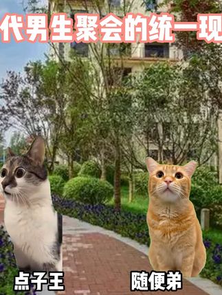 当代男生聚会的统一现状 #猫meme #金铲铲之战 #二次元 #猎奇 #抽象