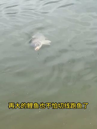 再大的鲤鱼也不怕切线跑鱼了 #钓鱼的乐趣只有钓鱼人懂 #钓鱼人就是这么疯狂 #户外钓鱼 #鱼钩 #钓鱼人的快乐很简单