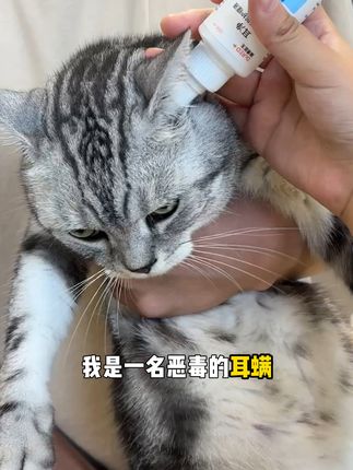 猫咪耳朵痒痒?这款洗耳液帮你轻松解决! 猫耳朵脏了就该清理啦!有运费险,不喜欢也可以退掉哦~#耳螨 #耳螨处理 #耳螨用药和清洁流程 #耳螨怎么办 #耳螨猫咪用什么药