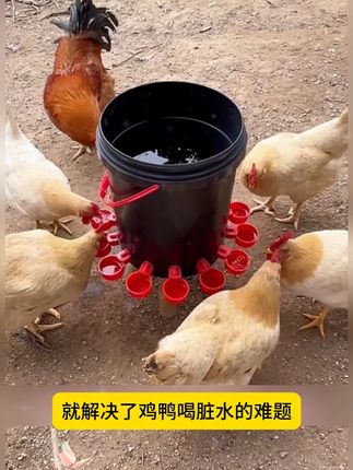 养鸡鸭鹅等家禽的可以安装这种自动饮水器,不仅干净卫生还省事 #家禽自动饮水器 #鸡鸭鹅养殖 #家禽养殖技术分享 #鸡鸭鹅自动饮水器