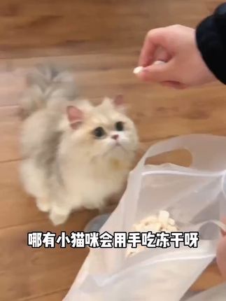 宠物爱上这口!原切鸡肉干,泡水拌粮超鲜美 猫吃啥都挑三拣四?试试这款高蛋白、低脂肪的宠物食品!