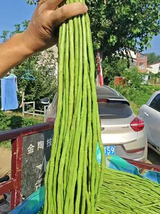 种出高产豇豆!抗病又结得多,运费险保障无风险 今天下午四点半开始发货了!有运费险,不喜欢可以直接退回去!#三农#蔬菜种植#蔬菜种子#阳台种植#家庭种植