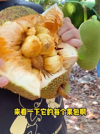 比榴莲温柔,比蜜糖浓郁!剥开瞬间,奶香扑鼻 #榴莲蜜 #榴莲爱好者 #抖音美食创作人 #抖音助农