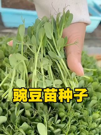 新手小白也可以自己在家种植的豌豆苗,四季都能种, 炒菜煮汤涮火锅都好吃,种子就在下方  #种菜 #阳台种植 #家庭种植 #三农 #2025抖音夏日农友节