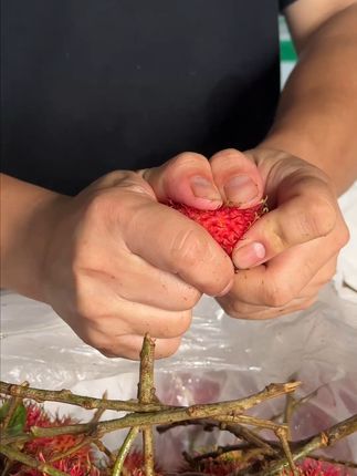 红毛丹超甜多汁,一口一个停不下来! 今天又是一个忙碌的一天!晚上回家吃上这种果子真的太舒服了!!#红毛丹#水果推荐#应季水果#新鲜应季水果#丰收的味道在抖音