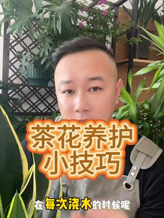 花卉黄叶别担心,施美株水溶肥来救急! 茶花养护技巧#分享家庭养花知识 #茶花 #茶花