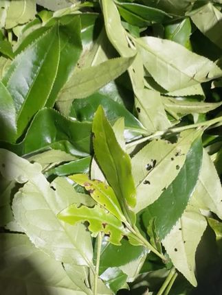 岩茶爱好者必看!野生岩茶的醇厚口感等你来品 今天又是一个忙碌的一天!晚上回家喝杯好茶放松一下吧~这款茶叶口感非常好哦!#武夷岩茶#肉桂#岩茶#茶生活#秋日第一杯暖饮