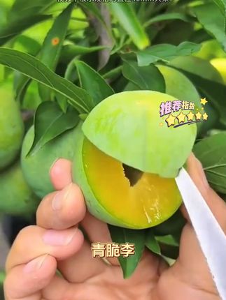 鲜李自由吃!川渝脆李包邮到家 今天下午四点半开始打包发货了!大家放心下单吧!现在是包邮哦!!#青脆李 #脱骨李 #李子熟了 #sw