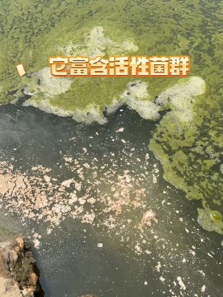 水质浑浊?一招搞定鱼虾蟹塘调绿难题!#养鱼日记 #水产养殖 #鱼虾蟹#养殖 #养鱼养心 #调水肥水