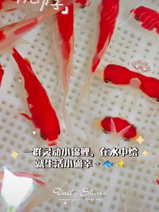 家里缺条小金鱼?包邮到家超好养! #观赏鱼 