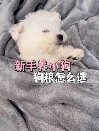新手养小狗还不会选狗粮吗?记住这几点 #幼犬狗粮推荐 #肉松狗粮