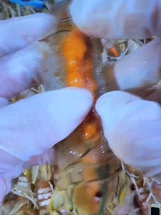 活蒸皮皮虾,紧实饱满,错过今天再无此美味! 新鲜海味来啦!顺丰冷链物流打包发货,到家后简单加热就能吃。肉质紧实、味道鲜美,品质有保障,每只都饱满,是高品质海鲜哦~#强烈推荐#美食#皮皮虾#海鲜原产地#好货分享