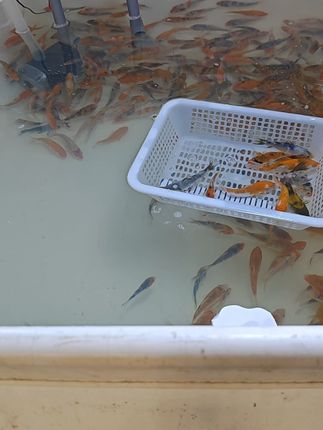 家里养鱼好热闹!锦鲤包邮到家,轻松打造水族乐园! #好运锦鲤来了 进口血统7-13公分