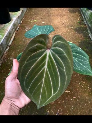 室内绿意满满,观叶植物让家更生动! 家里养什么植物好?这三种植物不仅好看还能净化空气!#基地直供 #盆栽绿植 #花卉绿植 #室内植物 #热带植物 
