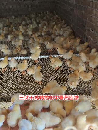 夏日高温,给猪降温就靠它! 天气越来越热了!家禽、牛羊、兔子都容易出现各种问题。快试试这个好东西吧!