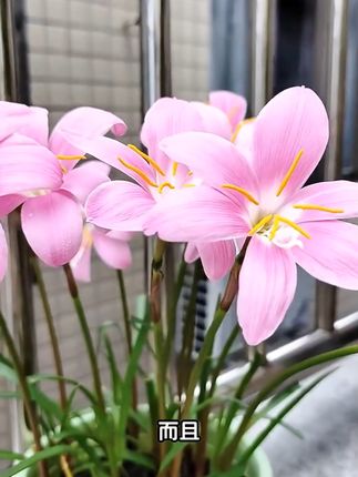种月季玫瑰不用愁,透气控根花盆来帮忙! #控根花盆 #塑料花盆 #透气花盆 #四季花盆 #蝴蝶兰