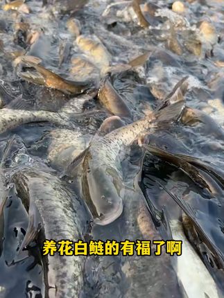 快速培藻培虫,肥水肥鱼,花白鲢个个膘肥体壮#威立妙 #水产养殖 #鱼塘