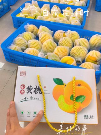 脆甜中余锦绣黄桃新鲜上市,大果包邮尝鲜就现在! 中余锦绣黄桃采摘季短暂,错过等一年#黄桃 #乡村守护人 #浦江娟姐 #桃你欢喜 