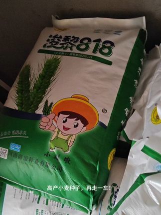 包邮退货无压力,稳产高产小麦种子! #高产小麦种子 #浚黎818小麦种 #抗倒先锋抗旱之王 #小麦种植 #高产小麦管理技术 