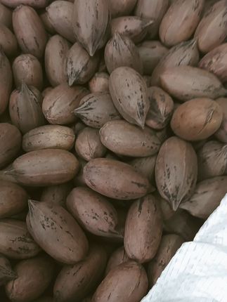 云南丽江直供!碧根果新鲜又健康,吃出好气色! 今天又是一个忙碌的一天!晚上回家吃上几颗坚果,一天都值了!#零食推荐#追剧小零食#坚果#碧根果#闭眼冲的双11宝藏零食清单