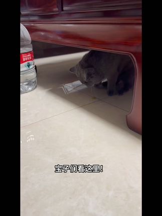 宠物肠胃不适?益生菌来救急,包邮退货无忧! 今天八点前下单,当天发货!包邮到家,还有运费险哦~#萌宠 #萌宠好物 #养宠好物 #科学养宠攻略 #猫咪肠胃益生菌