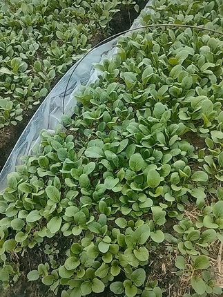 在家轻松种菜,四季不断新鲜蔬菜! 种了两批小叶菜,现在又开始种第三批啦!快来看看我的种植情况吧~#三农#农业种植#三农种植#在家种菜#蔬菜种子