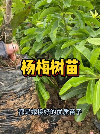 南方北方都能种的杨梅树苗! 这种果子口感佳、产量高!#优质种苗 #苗木供应 #嫁接苗一棵也结果 #三农 #杨梅树苗