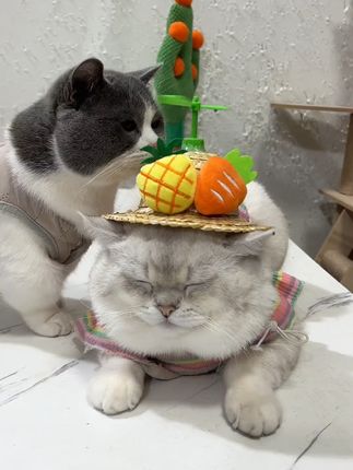 #萌宠好物#冻干南极磷虾#猫零食#猫冻干#你难道不想拥有一只猫咪吗
