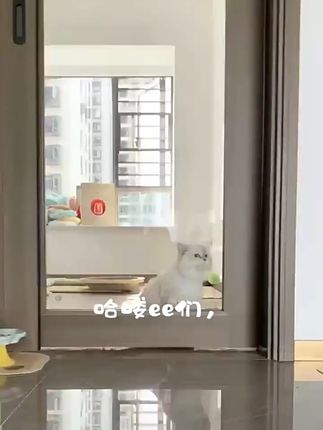 猫咪食堂来了!多层置物架解放你的小空间! 猫咪置物架,多层收纳,层高可调节,收纳空间大,猫猫食堂布置完成了哦#猫咪置物架 #置物架 #置物架厂家 #收纳整理 #猫咪食堂 