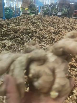 新鲜小黄姜到家,厨房香辣味十足! 今天又是一个忙碌的一天!感谢大家的支持与信任!明天继续努力!#新鲜采摘#产地直发#云南小黄姜#现挖现发#寻找大山里的好东西