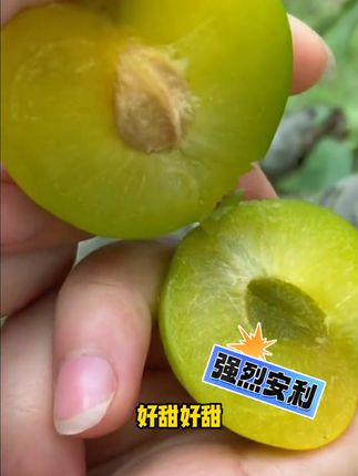 脆甜多汁李子来袭!核小肉厚太爽了 嘿嘿嘿,二郎的狗不吃,俺吃,俺吃脆脆的#青脆李 ,酸甜脆爽,#清爽一夏