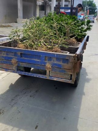 小空间大绿意,黄杨盆景让家更清新! 过桥丛林