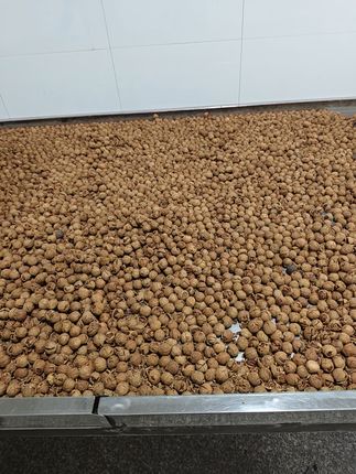 新鲜山核桃,孕妇也能放心吃! 今天下午去收坚果了!新鲜采摘的新鲜坚果,好吃又实惠!#零食推荐#临安山核桃#家乡特产#坚果#各省丰收战队申请出战