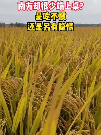 黑土地现磨大米,香软可口,吃出健康好滋味! 为啥北方人爱吃鲤鱼南方却很少端上桌是吃不惯还是另有隐情#水稻种植 #舌尖上的抖音:丰收的味道在抖音 #味稻农作物刘振洲臻品阁