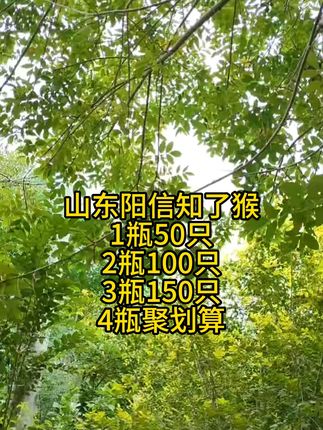 夏天滋补就吃这!新鲜大金蝉送到家 山东知了猴太赛了,今天下午去挖虫子啦!有喜欢吃的吗?评论区留言哦~#知了猴你们那里叫什么 #知了猴的做法