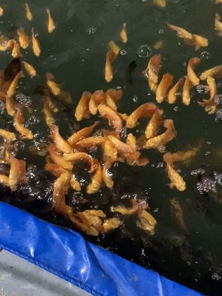 养鱼必备!高蛋白鱼粮让小鱼儿活蹦乱跳! 养小丑鱼一定要注意营养均衡!这款专用饲料让它们长得又快又好!#萌宠#观赏鱼#鱼粮#养鱼人#宠物食品