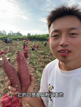 我们家的沙地板栗红薯开始大量开挖了,喜欢吃的家人带回家尝尝吧!!#红薯 #优质农产品 #产地直发 #健康粗粮 #总有一种味道能让你想起故乡