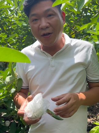 福建芭乐甜到心里,一口爆汁太满足! 福建红心草莓芭乐#芭乐 #番石榴 #新鲜应季水果 