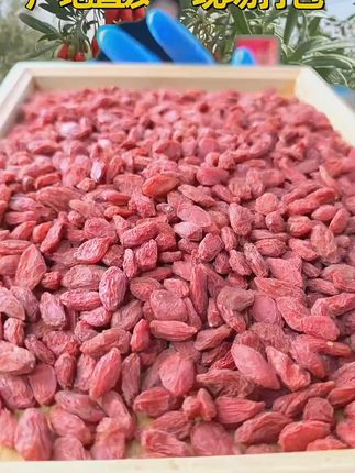 新鲜中宁枸杞,泡水泡酒都好喝! #农产品#宁夏枸杞#枸杞#泡酒好材料#红枸杞