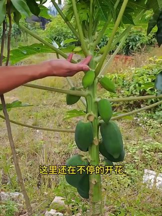 在家就能种的四季结果木瓜苗,太香了! 红肉水果木瓜,种植3-4个月开花,种上三颗两颗水果钱都省了