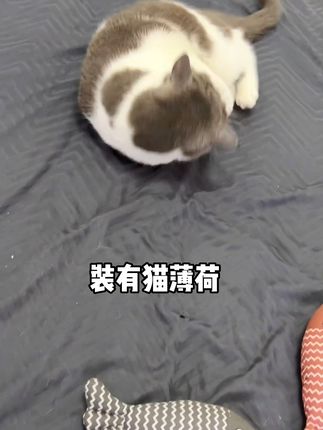 猫咪玩具鱼 #我们小狗也是簪上花了#猫猫不语只是一味享受#谁还没有一只小狗手提挂件#我的毛孩子也要有专属浴袍#宠物交流按键真是养宠人的福音