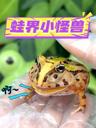 蛙界小怪兽 #小丸子爬宠 #巴西角蛙 #异宠 #角蛙 #这也能开播 